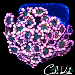PINK PASSION ALVEOPORA