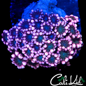 PINK PASSION ALVEOPORA