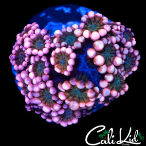 PINK PASSION ALVEOPORA