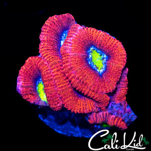 BUG EYE ACAN MINI COLONY