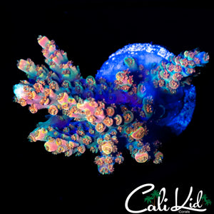 MYSTERY ACRO MINI COLONY