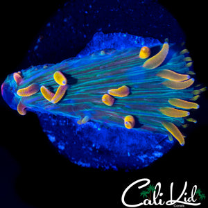 RAINBOW TENTACLE DIASERIS