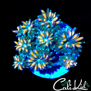 CK KALEIDOSCOPE GALAXIA