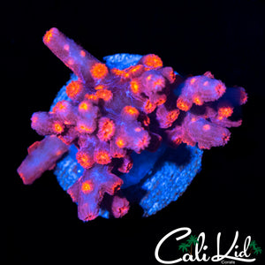 CK BRANCHING CYPHASTREA