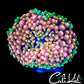 CK GRAPE ST BOUNCE RIC (LARGE)
