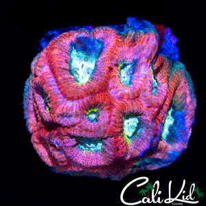 CK RARE RED RAIDER FAVIA MINI COLONY