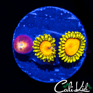 CK BLAZIN CAJUN ZOA TRIPLE