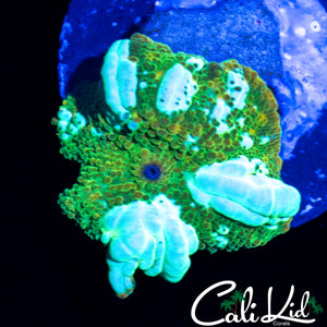 CK WHITE GHOST BOUNCE MUSHROOM