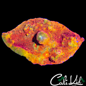 CK RAINBOW SWIRL CHALICE