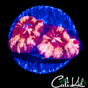 RARE ASIAN ACAN DOUBLE