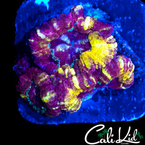 SUPER RARE RAINBOW ASIAN ACAN TRIPLE