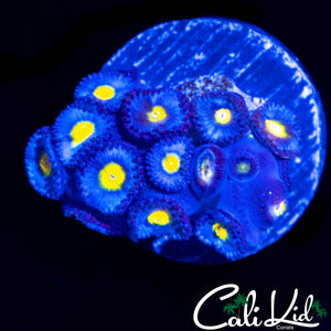 AOI ZOA MINI COLONY