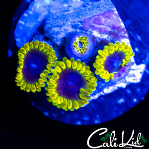 MESOSPHERE ZOA QUAD