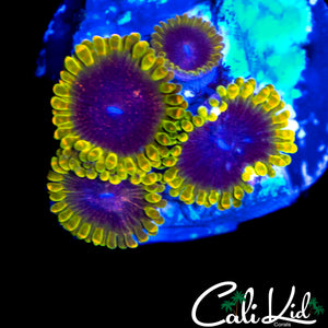 MESOSPHERE ZOA QUAD