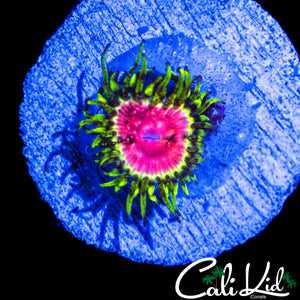 STRAWBERRY WINE ZOA