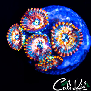 CB WHITE ZOMBIE MINI COLONY