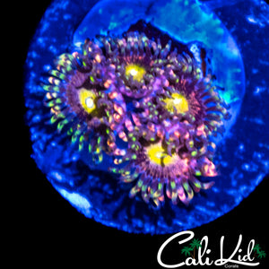 CK ANTI MATTER ZOA QUAD