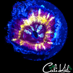 RARE ASIAN ACAN