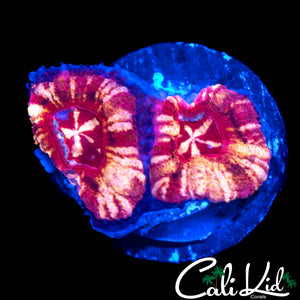 RARE ASIAN ACAN DOUBLE