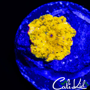 GOLD BAR DISCO MUSHROOM