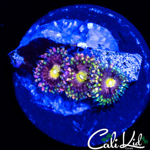 CK ANTI MATTER ZOA TRIPLE