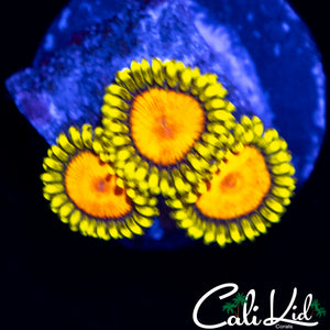 CK BLAZIN CAJUN ZOA TRIPLE