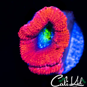 BUG EYE ACAN DOUBLE