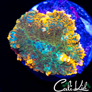 RAINBOW RHODACTIS MORPH