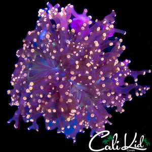 PINK BRANCHING FROGSPAWN