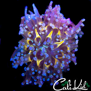 YELLOW MOUTH BRANCHING FROGSPAWN
