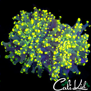 TRUE YELLOW BRANCHING FROGSPAWN