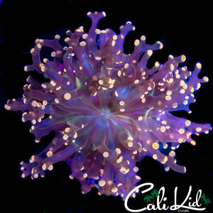 PINK BRANCHING FROGSPAWN