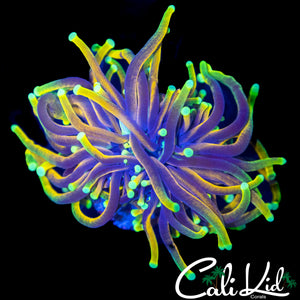 AQUACULTURED HELLFIRE TORCH