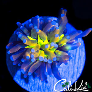 CK AQUACULTURED MYSTERY TORCH