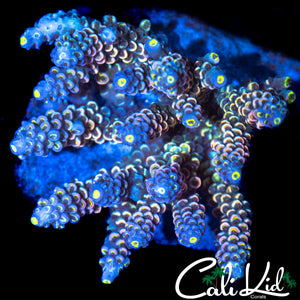 ULTIMATE RAINBOW TENIUS COLONY