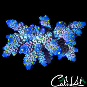 RAINBOW TENIUS COLONY