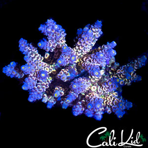 INSANE RAINBOW TENIUS COLONY