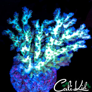BEAUTIFUL TRI COLOR ACRO COLONY
