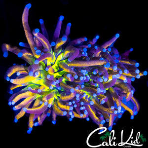 CK TIGER KNICKS TORCH