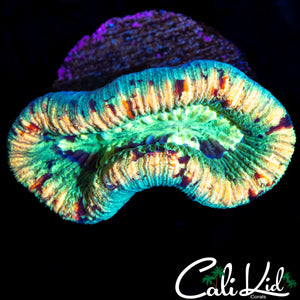 RAINBOW SPOTTED TRACHY