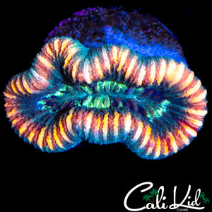 RAINBOW RIM TRACHY