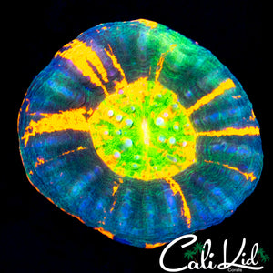 RARE TRI COLOR SCOLY