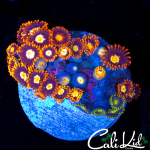 ASSORTED ZOA MINI COLONY