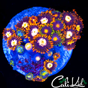 ASSORTED ZOA MINI COLONY