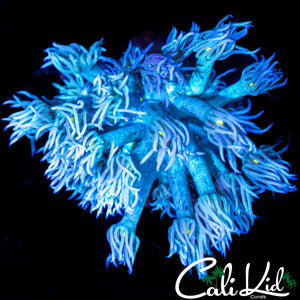 SHAGGY TRI COLOR GONI