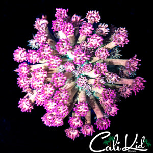 CK SANDIA GONI