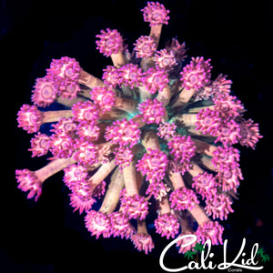 CK SANDIA GONI