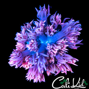 RAINBOW PETAL GONI