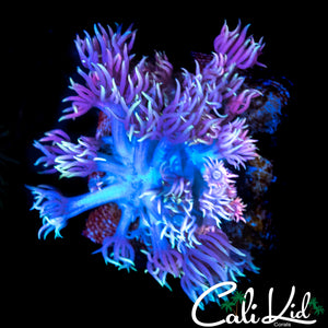 RAINBOW PETAL GONI