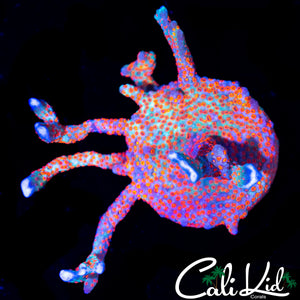 BUBBLE GUM DIGI